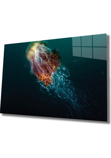 Denizanası Cam Tablo Jellyfish 36X23-MIYREM