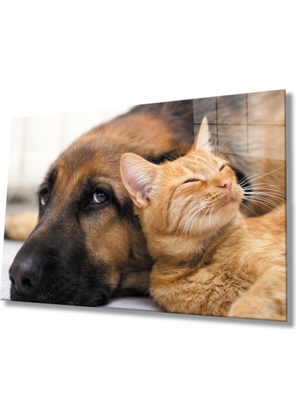 Kedi Köpek 36X23-MIYREM
