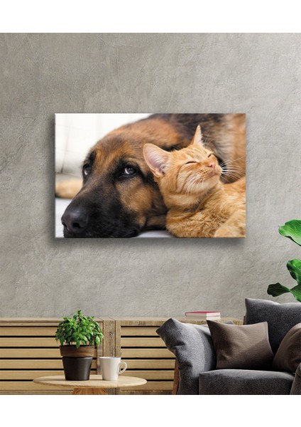 Kedi Köpek 36X23-MIYREM fiyatları