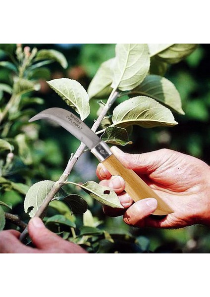 Aşı Bıçağı Profesyonel Çelik Eğri Uçlu Bağ Ağaç Budama Aşı Çakısı 210 mm Ahşap Saplı Bıçak Çakı