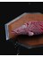 Pirarucu Arapaima Balığı Dekoratif Obje Kırmızı Balık Hareketli Oyuncak 20CM 2