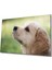 Köpek Cam Tablo 36 x 23-Mıyrem 1