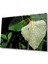 Su Damlası Yeşil Yaprak Cam TABLOMIYREM36X23-MIYREM 1