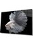 Beyaz Balık Sualtı Cam TABLOMIYREM36X23-MIYREM 1