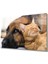 Kedi Köpek 36X23-MIYREM 1