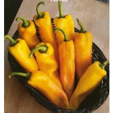 Karahasanoğlu Tarım Yerli Ata Tohumu Sarı Kapya Biber 25 Adet