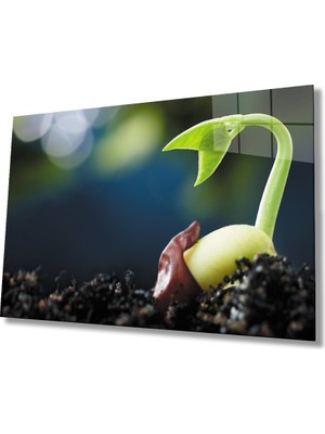 Filizlenmiş Yeşil Bitki Cam Tablo 36X23-MIYREM