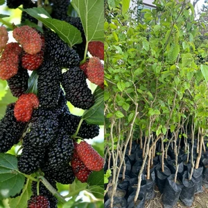 Tüplü Yediveren Avustralya Dutu