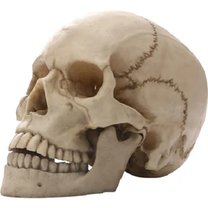 Insan Kafası Kafatası Heykeli Ev Dekor Için Reçine Figürler Cadılar Bayramı Dekor Heykel Tıbbi Öğretim Kroki Modeli El Sanatları (Yurt Dışından)
