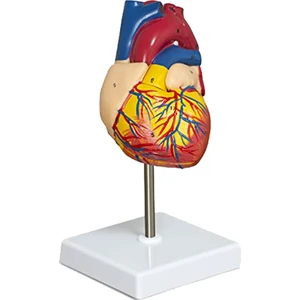 Kalp Modeli, 2 Parçalı Lüks Gerçek Boyutta Insan Kalbi Modeli Anatomisi, 34 Anatomik Yapı, Anatomik Kalp (Yurt Dışından)