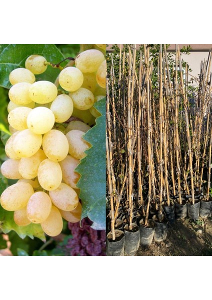 Tüplü Sultaniye Çekirdeksiz Üzüm Fidanı