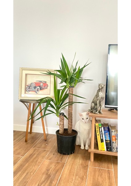2 Gövdeli Yuka Bitkisi Large 100 - 120 cm (Avize Çiçeği - Yucca Jawel Elephantipes)