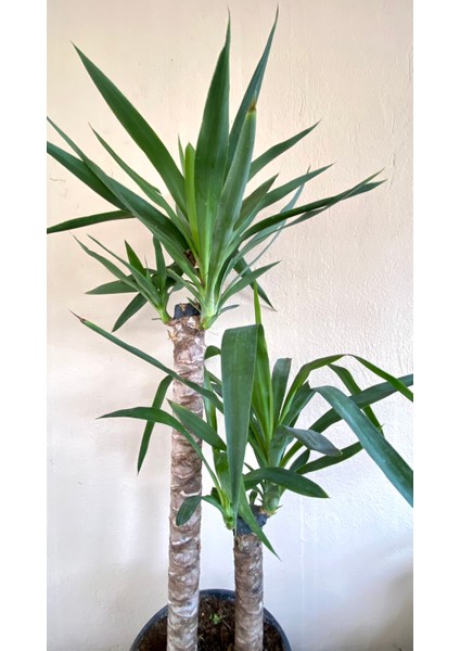 2 Gövdeli Yuka Bitkisi Large 100 - 120 cm (Avize Çiçeği - Yucca Jawel Elephantipes)