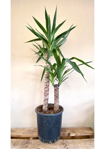 2 Gövdeli Yuka Bitkisi Large 100 - 120 cm (Avize Çiçeği - Yucca Jawel Elephantipes)