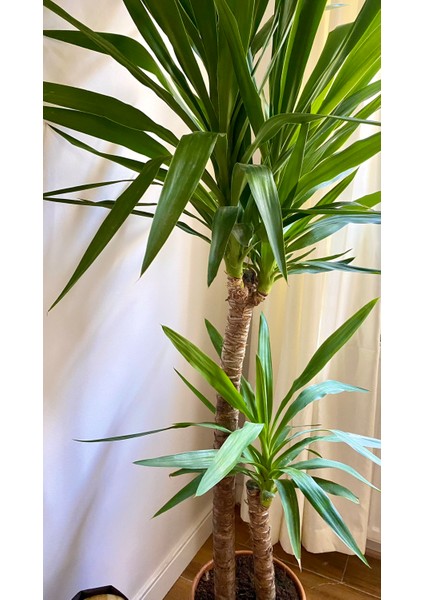 2 Gövdeli Yuka Bitkisi Large 100 - 120 cm (Avize Çiçeği - Yucca Jawel Elephantipes)