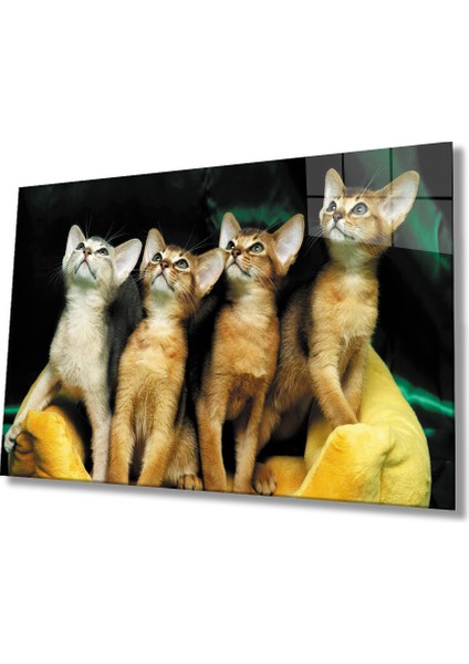 Kediler Cam TABLOMIYREM36X23-MIYREM fiyatları