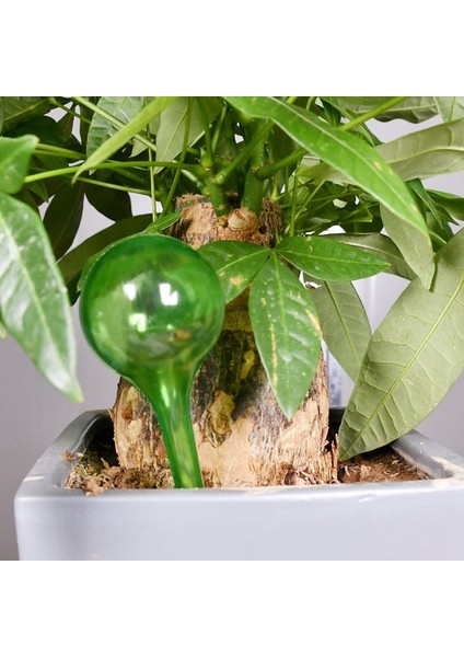 3 Adet Yeşil L Tarzı Otomatik Bitki Sulama Ampülleri Kendinden Sulama Topları Ev Bahçe Su Kovası Houseplant Cihazı Damla Sulama Sistemi (Yurt Dışından) modelleri