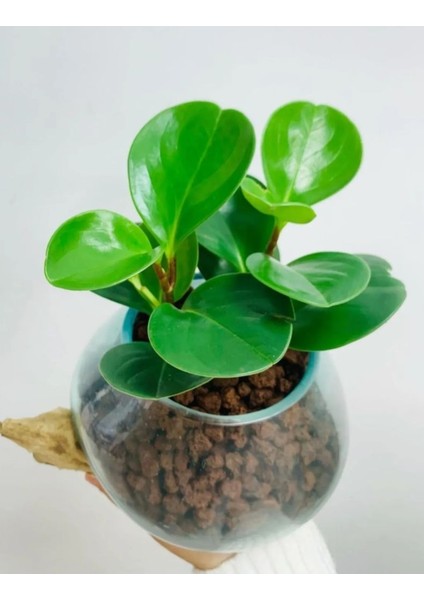 Cam Saksıda Peperomia Obtiban -Zümrüt Dalgası Çiçeği