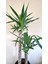 2 Gövdeli Yuka Bitkisi Large 100 - 120 cm (Avize Çiçeği - Yucca Jawel Elephantipes) 3