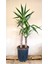 2 Gövdeli Yuka Bitkisi Large 100 - 120 cm (Avize Çiçeği - Yucca Jawel Elephantipes) 1
