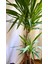 2 Gövdeli Yuka Bitkisi Large 100 - 120 cm (Avize Çiçeği - Yucca Jawel Elephantipes) 4