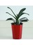 NO.120 Stili Su Seviyesi Göstergesi Göstergesi Şamandıra Tüm Ev Bitkileri Için Su Kıtlığı Hatırlatma Çiçekler Otlar Succulents Nem Sensörü (Yurt Dışından) 3