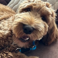 Pets Wuu Stoperli Ayarlanabilir Boğma Köpek Eğitim Antreman Itaat Boyun Tasması