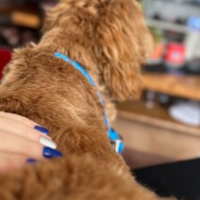 Pets Wuu Stoperli Ayarlanabilir Boğma Köpek Eğitim Antreman Itaat Boyun Tasması