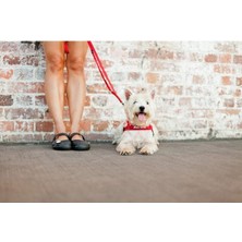 Ezydog Soft Trainer Leash Mavi