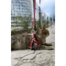 Angels Passion Deri Kedi Harness , Kedi Gezdirme Tasması - NPC005