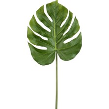 Laromita Decoration Phillodendron Yaprak Dal