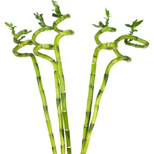 Nema Bahçe Şans Bambusu - 80 cm