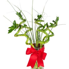 Nema Bahçe Şans Bambusu - 50 cm
