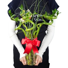 Nema Bahçe Şans Bambusu - 50 cm