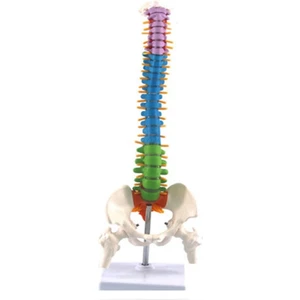 Pelvik Insan Anatomisi Anatomisi Omurga Omurga Kolon Modeli ile 45 cm Öğrenciler Için Öğretim Kaynakları (Yurt Dışından)