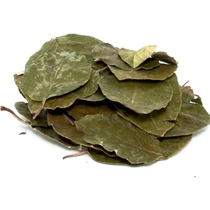 Avokado Yaprağı,persea Americana