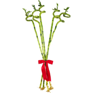 Nema Bahçe Şans Bambusu - 80 cm