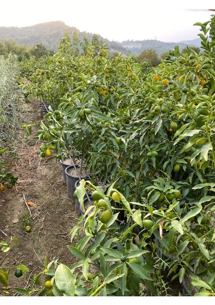Saksıda Üzeri Bol Meyveli 3 Yaş 1.8 - 2 Metre Kumkat Fidanı