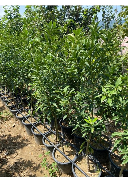 Saksıda Üzeri Bol Meyveli 3 Yaş 1.8 - 2 Metre Kumkat Fidanı fiyatları