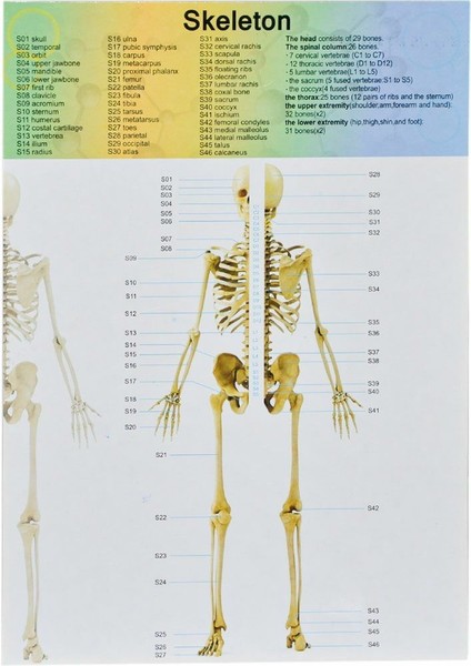 Asya Oyuncak 00926-3305 Vücut Tanıma Seti -Asya