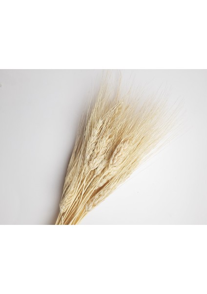 Naturel Renk Başak Kuru Çiçek (50 GR-40CM)