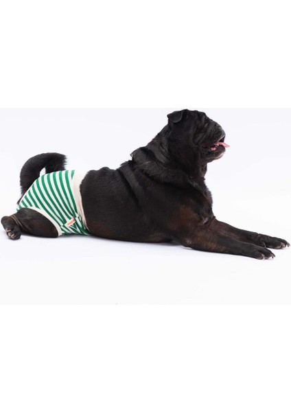 Çizgili Kedi Köpek Çamaşırı Regl Kilodu 3'lü Paket