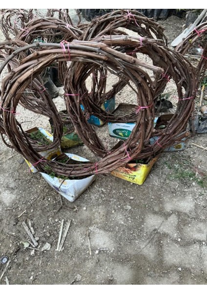 4 Yaş 5/7 M Boy Cardinal Üzüm Fidanı