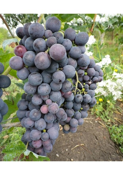 4 Yaş 5/7 M Boy Cardinal Üzüm Fidanı fiyatları