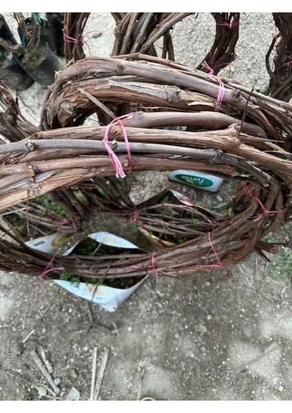 4 Yaş 5/7 M Boy Cardinal Üzüm Fidanı modelleri