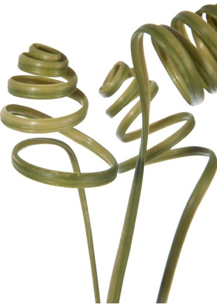 Curl Dal / Yeşil fiyatları