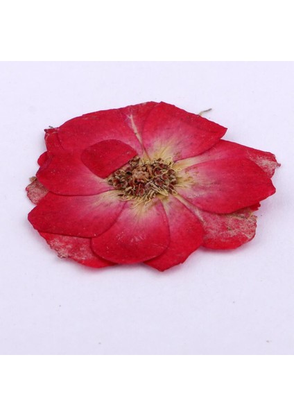 1 Torba Kurutulmuş Çiçekler Doğal Kurutulmuş Gerçek Bitki Kendi Başına Yap Kağıdı Sanat El Sanatları Kırmızı Gül (Yurt Dışından) fırsatları