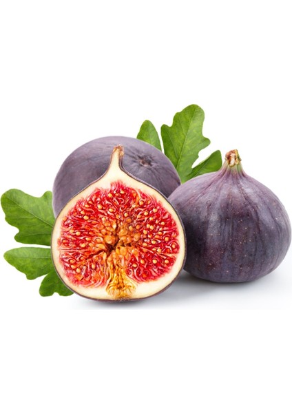 - Bursa Siyahı Incir Fidanı (80 cm + Boy /açık Kök)