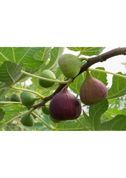 - Bursa Siyahı Incir Fidanı (80 cm + Boy /açık Kök) fiyatları