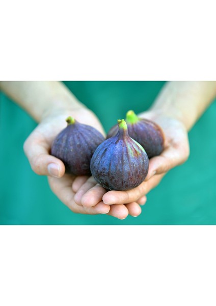 - Bursa Siyahı Incir Fidanı (80 cm + Boy /açık Kök) modelleri